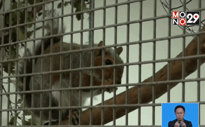 ทดสอบการแก้ไขปัญหาของกระรอก