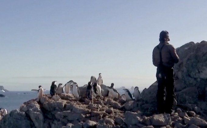 จำนวนเพนกวินแอนตาร์กติกลดลงอย่างมาก