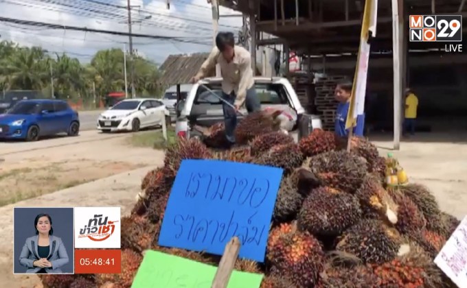 เผาปาล์มเรียกร้องรัฐบาลแก้ปัญหาราคาตกต่ำ