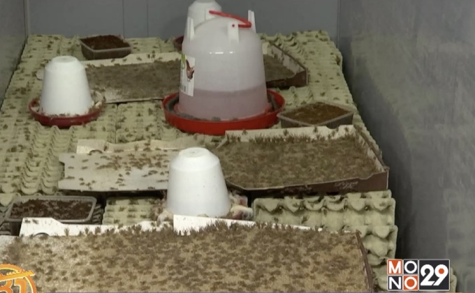 ฟาร์มเพาะพันธุ์จิ้งหรีดในเบลเยียม