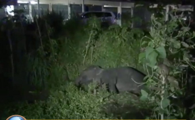 “ช้างป่า” 7 ปี ถูกรถพ่วงชน ตายแล้ว