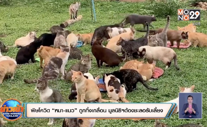 พิษโควิดทำ “หมา-แมว” ถูกทิ้งเกลื่อน มูลนิธิฯต้องชะลอรับเลี้ยง