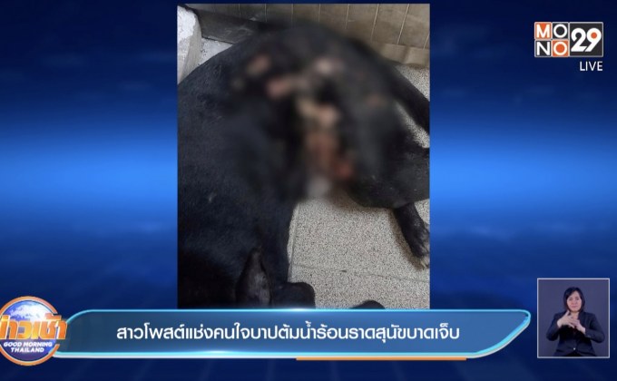 สาวโพสต์แช่งคนใจบาปต้มน้ำร้อนราดสุนัขบาดเจ็บ