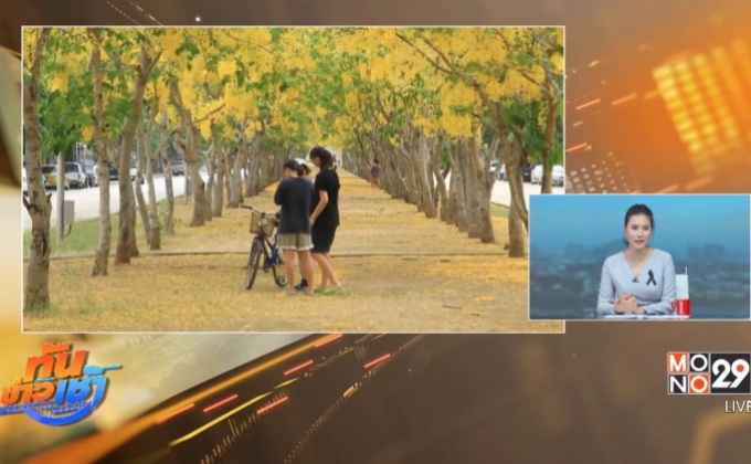 “ดอกคูณ” บานสะพรั่ง รับหน้าร้อน