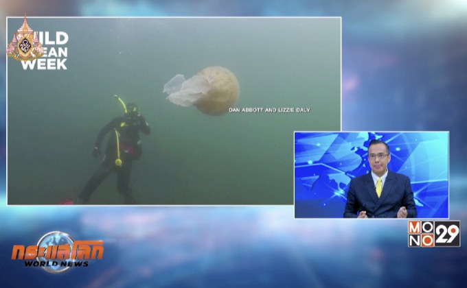 พบแมงกระพรุนยักษ์ขนาดเท่ามนุษย์