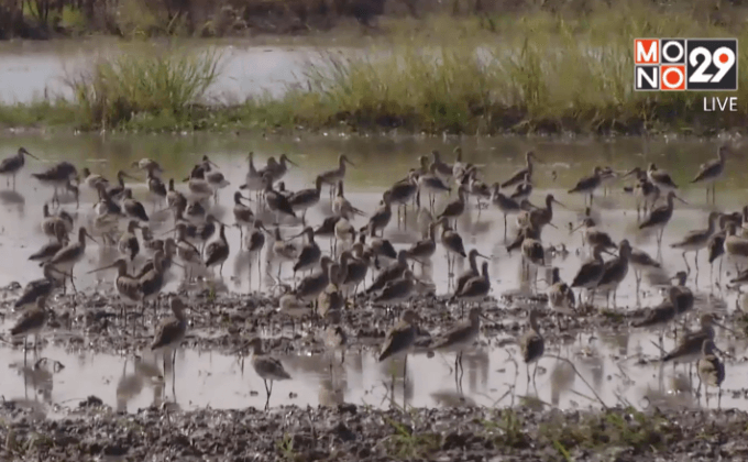 นกเป็ดน้ำอพยพหนีหนาวหลายพันตัว