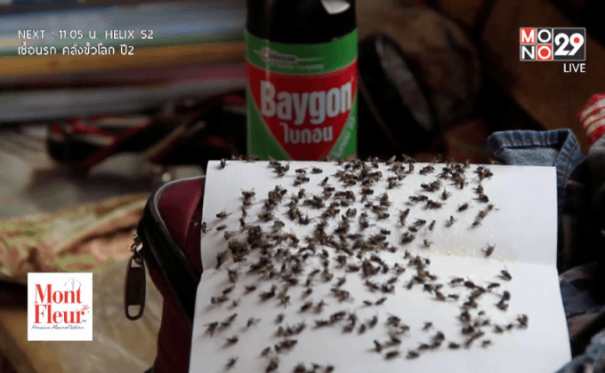 ฝูงแมลงวันอาละวาดชาวบ้าน 800 หลังเดือดร้อนหนัก