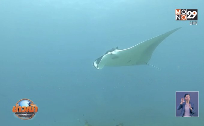 กระเบนราหู อวดโฉมหมู่เกาะสิมิลัน