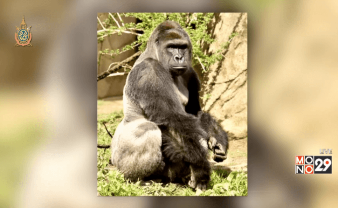 สวนสัตว์ในสหรัฐฯยิงกอริลลาช่วยชีวิตเด็ก