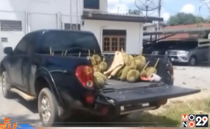 ตร.รวบตัวผู้ต้องหาตระเวนขโมยตัดทุเรียน จ.ระยอง