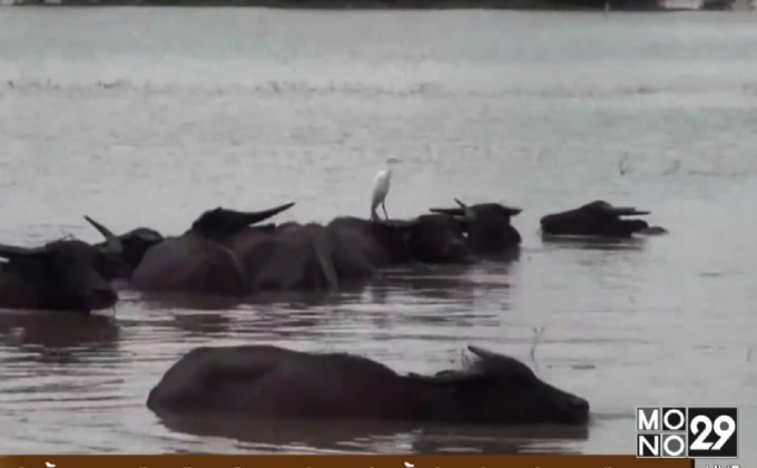 ผู้เลี้ยงกระบือเดือดร้อนหนัก หลังน้ำท่วมขังกว่า 1 เดือน