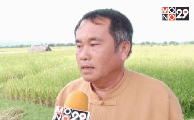 แนะแก้ปัญหาข้าวเรื้อช่วงหน้าแล้ง