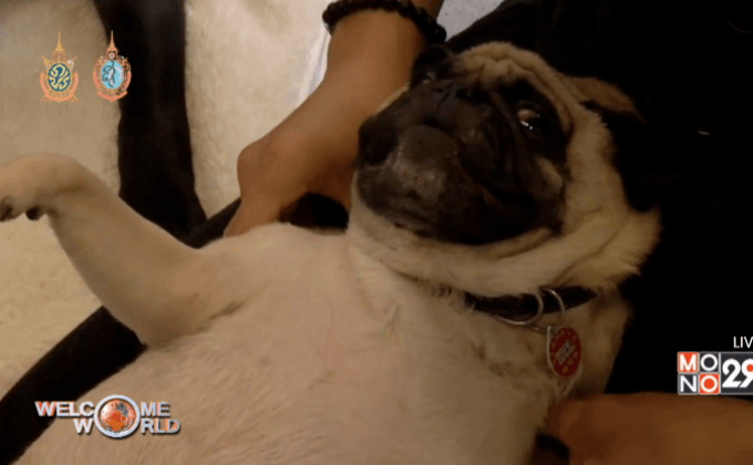 สอนนวดสุนัขในไต้หวัน