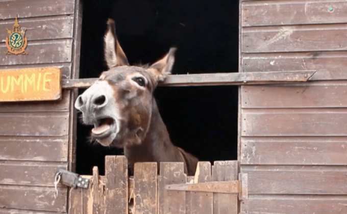 พบ “ลาพูดได้” ในอังกฤษ