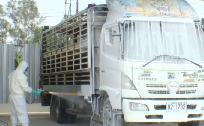 ป้องกันโรคอหิวาต์แอฟริกา จ.เชียงราย