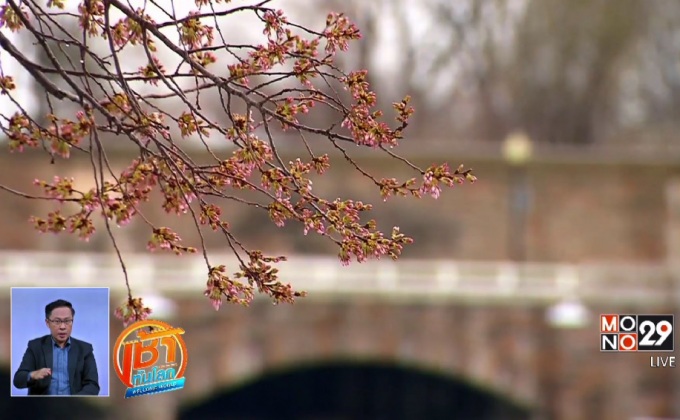 พายุหิมะกระทบเทศกาลชมดอกซากุระ