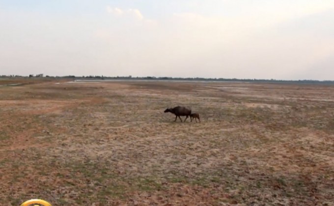 ​ผลกระทบภัยแล้ง จ.นครราชสีมา