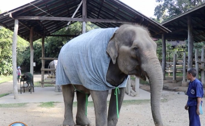 เร่งเย็บผ้าห่ม  ช่วยช้างสู้ภัยหนาว