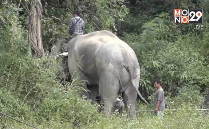 ช้างสวนสัตว์เชียงใหม่ทำร้ายควาญเสียชีวิต