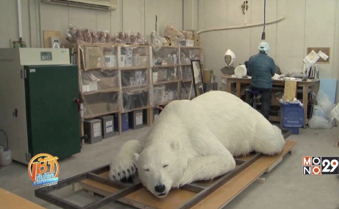 โมเดลหมีขั้วโลก เสมือนจริงทุกรายละเอียด