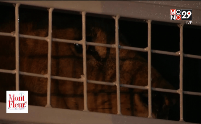 ส่งสิงโตคืนสู่ธรรมชาติ