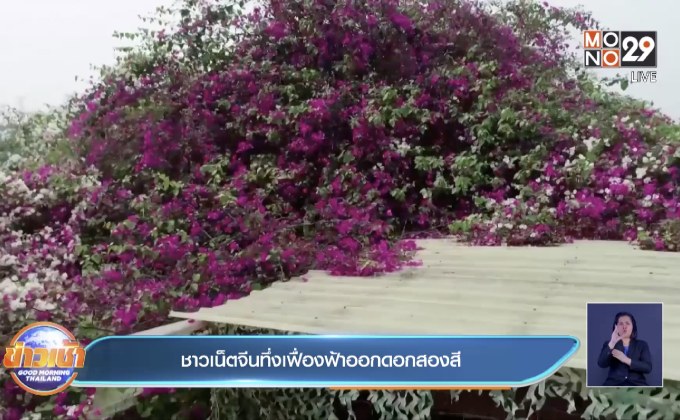 ชาวเน็ตจีนทึ่งเฟื่องฟ้าออกดอกสองสี