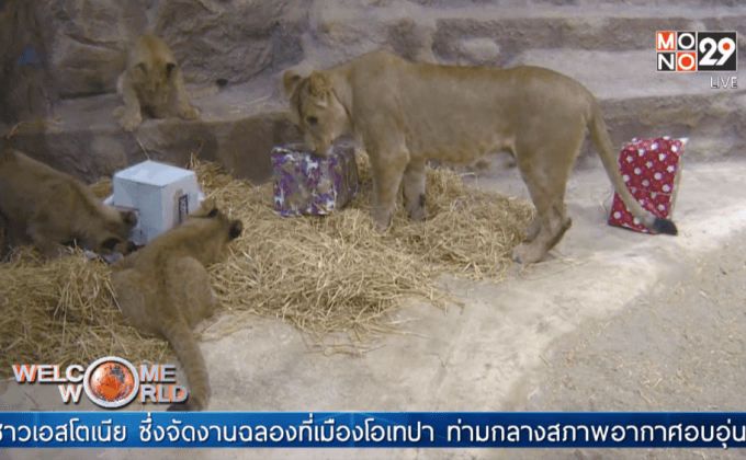 สวนสัตว์ในโปแลนด์มอบของขวัญคริสต์มาสให้ฝูงสัตว์