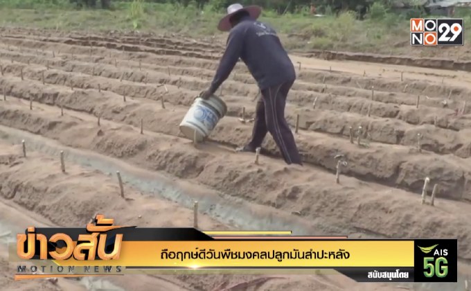 ถือฤกษ์ดีวันพืชมงคลปลูกมันสำปะหลัง