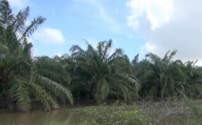 ชาวสวนเดือดร้อนถูกขโมยตัดทลายปาล์ม