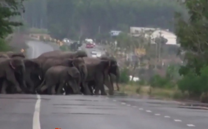 ต้อนโขลงช้างเขาอ่างฤาไนกลับป่าได้แล้ว