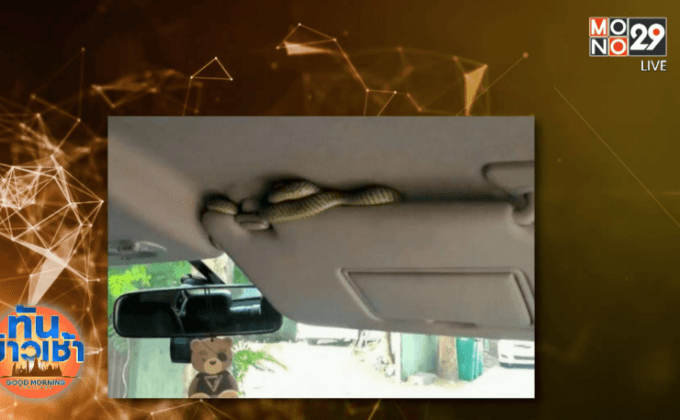 ระวัง ! จอดรถแง้มกระจก งูลอดเข้าได้