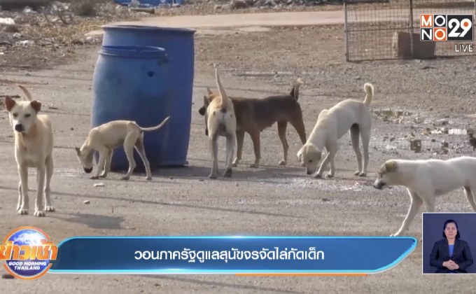 วอนภาครัฐดูแลสุนัขจรจัดไล่กัดเด็ก
