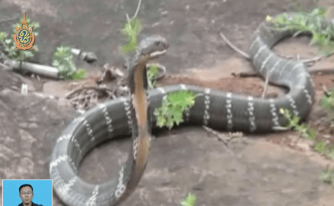 พบงูเห่ายาว 4.5 เมตร ในอินเดีย