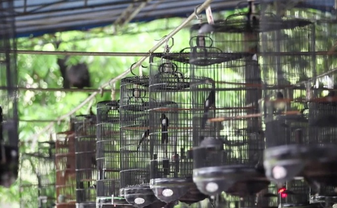 การประกวด “นกร้องเพลง” ในอินโดนีเซีย