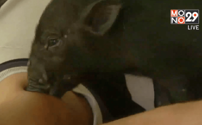 หมูป่าแสนรู้ นวดคลายเส้นให้เจ้าของ