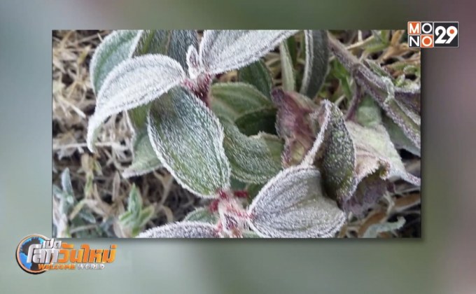 ฮือฮา! ภูกระดึง เกิดแม่คะนิ้ง ครั้งแรกในรอบปี