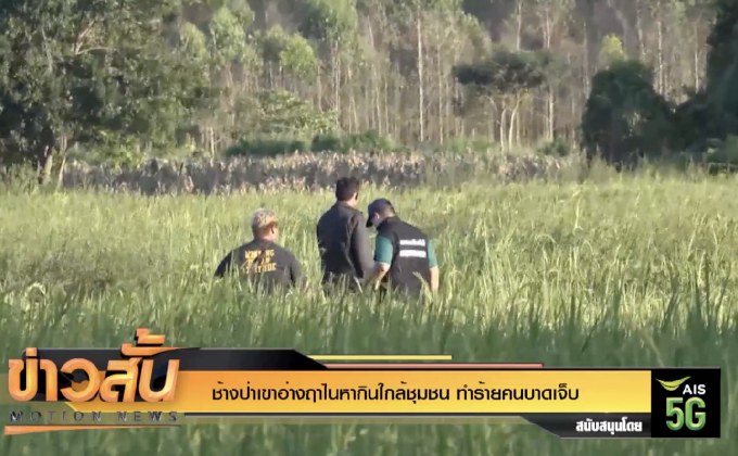 ช้างป่าเขาอ่างฤาไนหากินใกล้ชุมชน ทำร้ายคนบาดเจ็บ