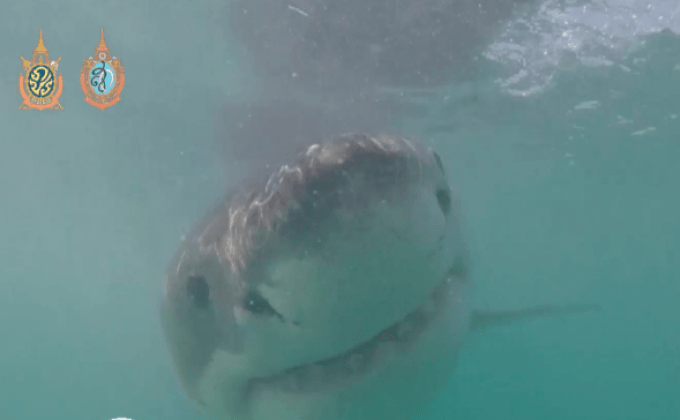 สถานการณ์ฉลามขาวในแอฟริกาใต้