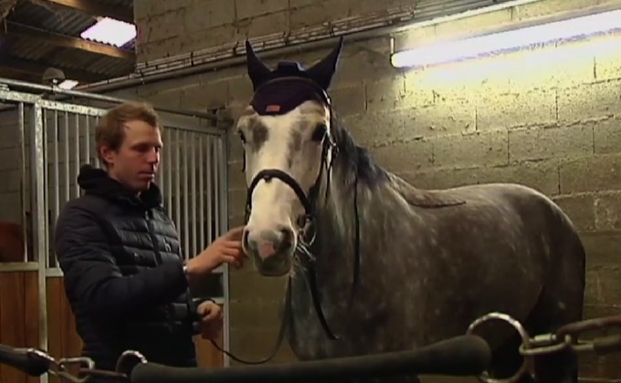 ม้าฟังเพลงคลาสสิคลดความเครียด