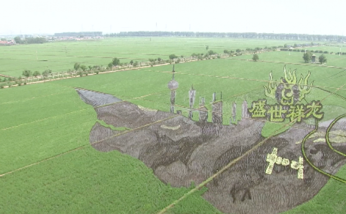 นักท่องเที่ยวแห่ชมศิลปะบนนาข้าวในจีน