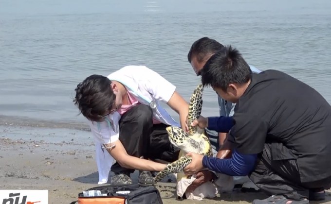 ทช.ติดตามศูนย์ช่วยเหลือสัตว์ทะเลหายาก