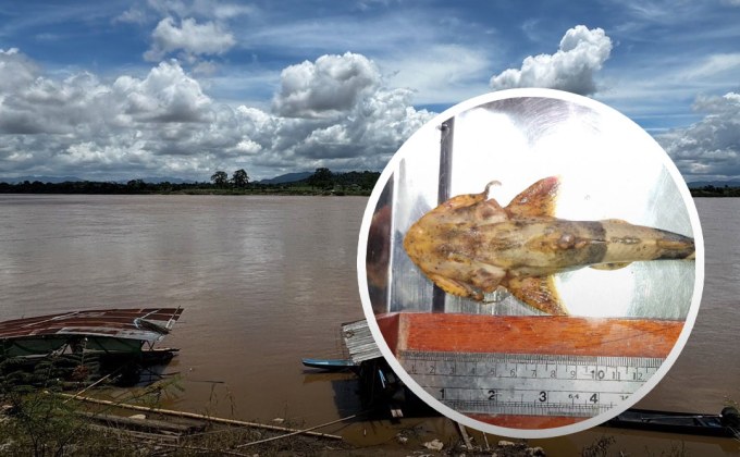 เฝ้าระวังปลาแม่น้ำกก-สาย 22 จุด พบตุ่มแดงในปลาแค้จากพยาธิใบไม้