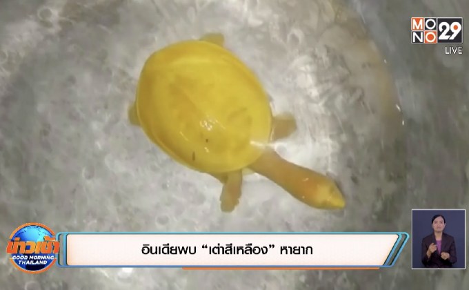 อินเดียพบ “เต่าสีเหลือง” หายาก