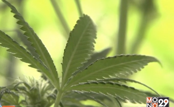 เอเชียเปิดกว้างรับกัญชามากขึ้น