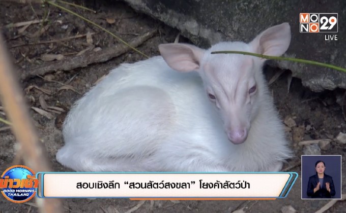 สอบเชิงลึก “สวนสัตว์สงขลา” โยงค้าสัตว์ป่า