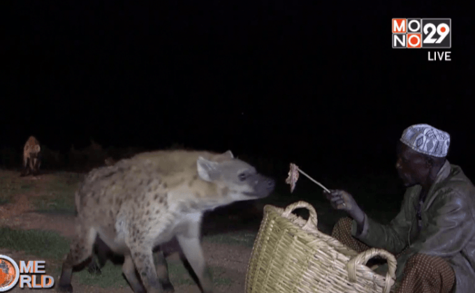 ไฮยีนาแมนแห่งเอธิโอเปีย