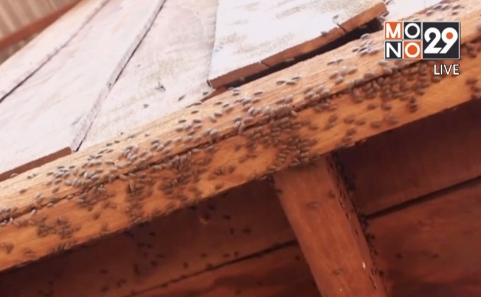 กองทัพแมลงปีกแข็งรบกวนการใช้ชีวิตประจำวัน จ.นครราชสีมา