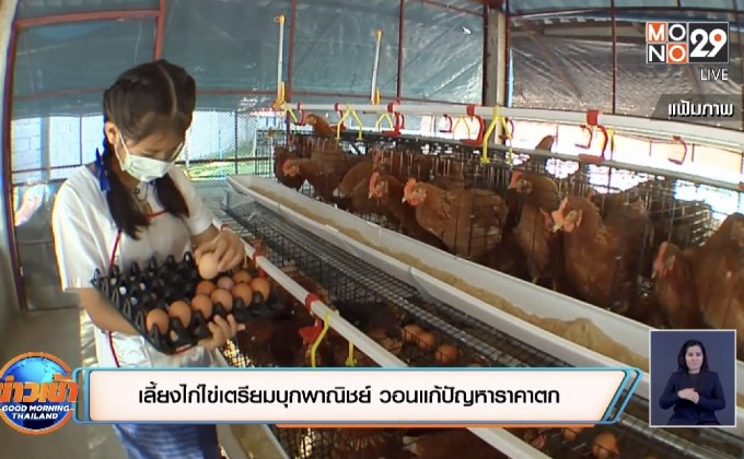 ผู้เลี้ยงไก่ไข่เตรียมบุกพาณิชย์ วอนแก้ปัญหาราคาตก