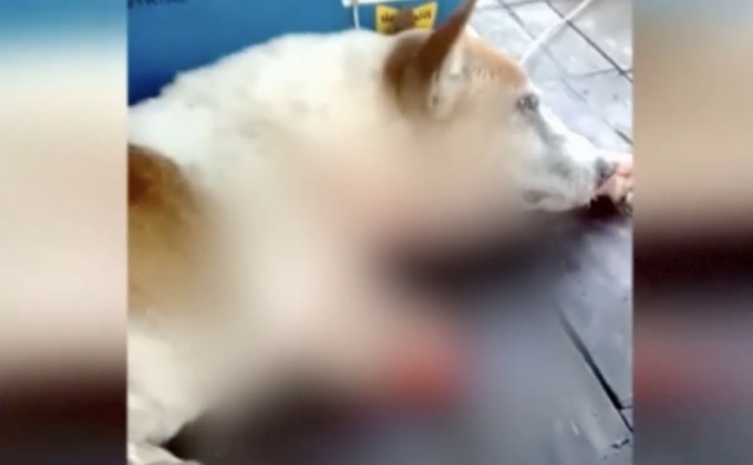 คนใจร้าย ใช้ของมีคมฟัน สุนัข ขาขาด