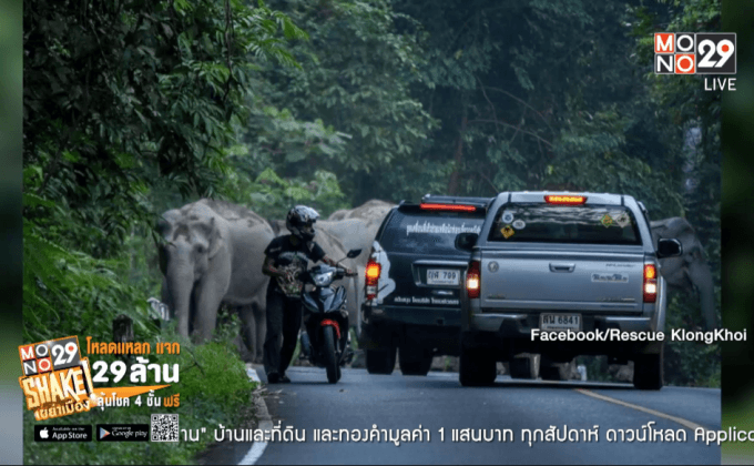 เผชิญหน้า “ช้างป่า”